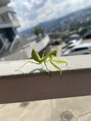 Hierodula transcaucasica