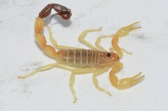 Parabuthus laevifrons