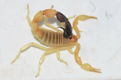 Parabuthus laevifrons