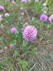 Trifolium pratense