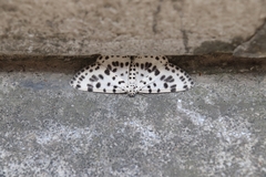 Antipercnia albinigrata