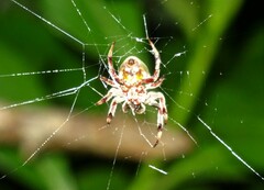 Araneus apricus