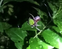 Araneus apricus