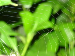 Araneus apricus