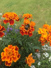 Bombus