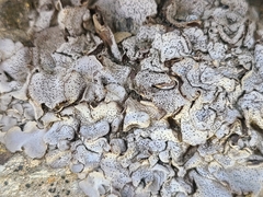 Dermatocarpon intestiniforme