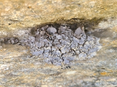 Dermatocarpon intestiniforme