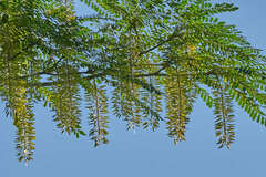 Alvaradoa amorphoides