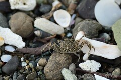 Ocypode occidentalis