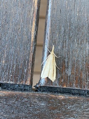 Donacaula mucronella