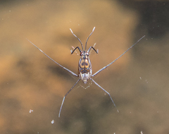 Trepobates pictus