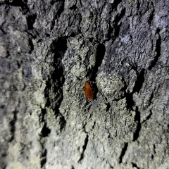 Parcoblatta notha
