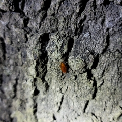 Parcoblatta notha