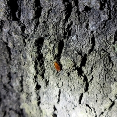 Parcoblatta notha