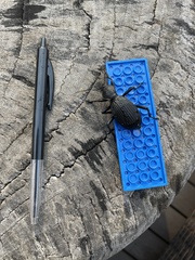 Tefflus meyerlei delegorguei