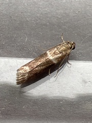 Cryptoblabes bistriga