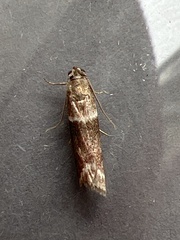 Cryptoblabes bistriga