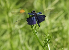 Rhyothemis triangularis