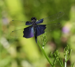 Rhyothemis triangularis