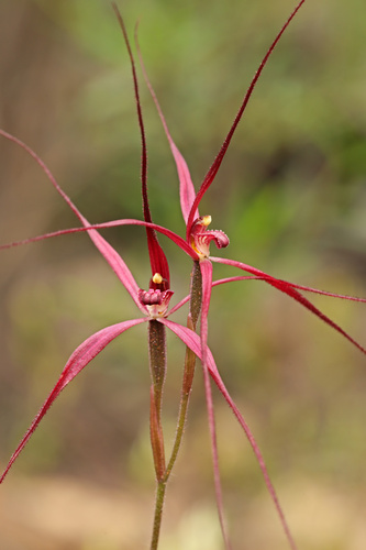 Crimson Daddy Long-legs (Caladenia sanguinea)