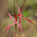 Caladenia sanguinea - Photo (c) Tom Hunt,  זכויות יוצרים חלקיות (CC BY-NC), הועלה על ידי Tom Hunt