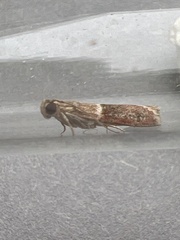 Cryptoblabes bistriga