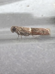 Cryptoblabes bistriga