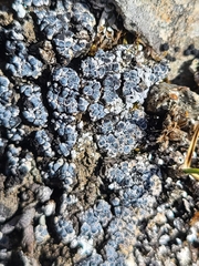 Phaeorrhiza nimbosa