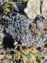 Phaeorrhiza nimbosa