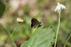 Coenonympha arcania