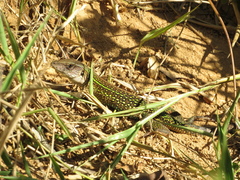 Ameiva
