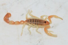 Parabuthus laevifrons