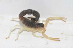 Parabuthus schlechteri