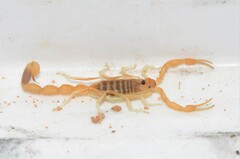 Uroplectes gracilior