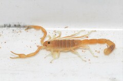 Uroplectes gracilior