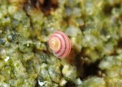 Coelotrochus chathamensis