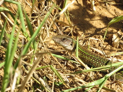 Ameiva