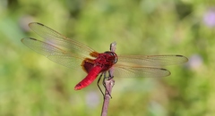 Urothemis signata