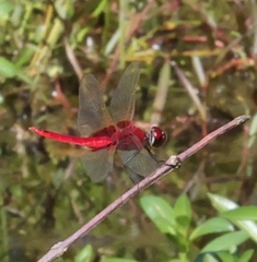 Urothemis signata