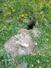 Marmota marmota