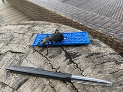 Tefflus meyerlei delegorguei