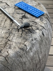 Tefflus meyerlei delegorguei