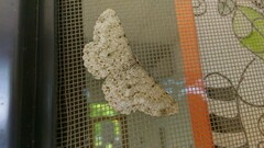 Catoria sublavaria