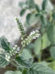 Heliotropium europaeum