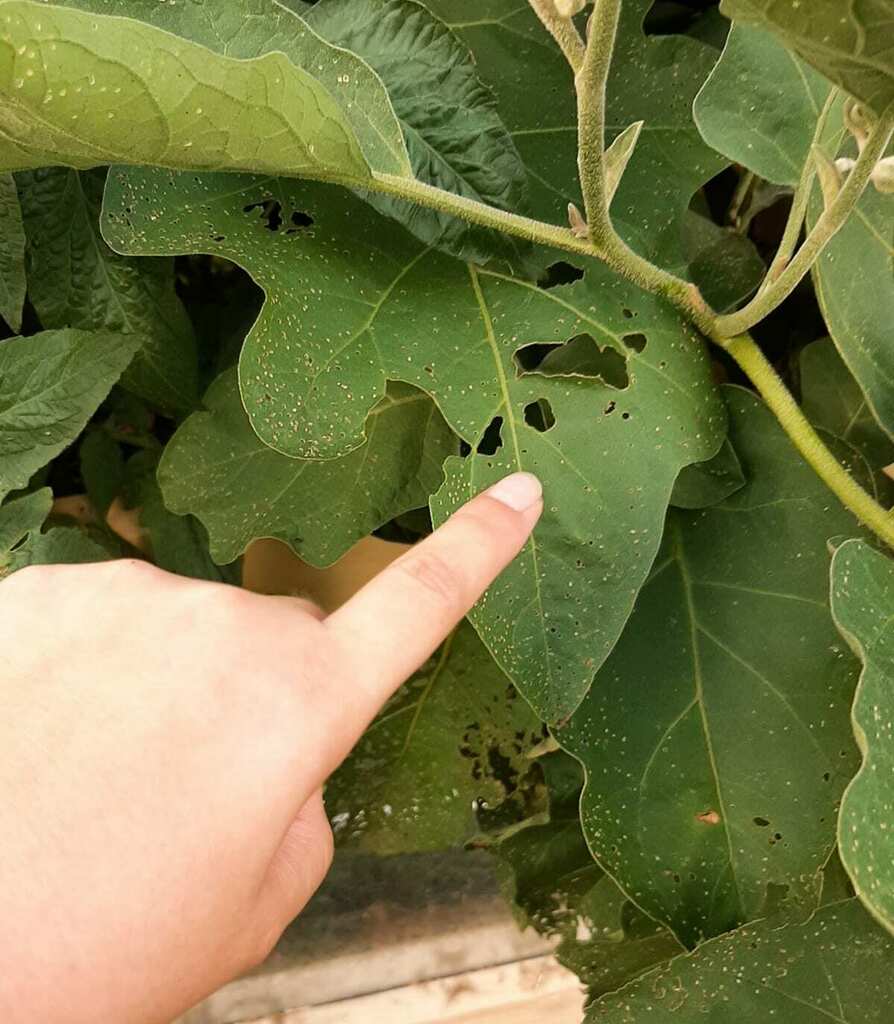 Insects in July 2022 by guilford_nc. ecoEXPLORE Username: ehhon12 ...