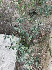 Heliotropium europaeum