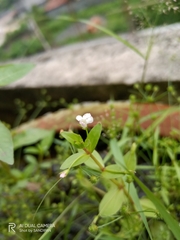 Lindernia procumbens