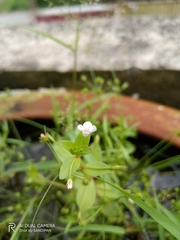 Lindernia procumbens