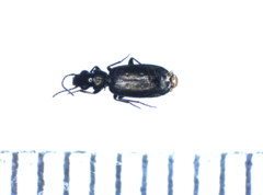 Syntomus foveatus
