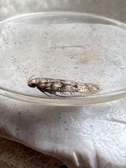 Bryotropha domestica